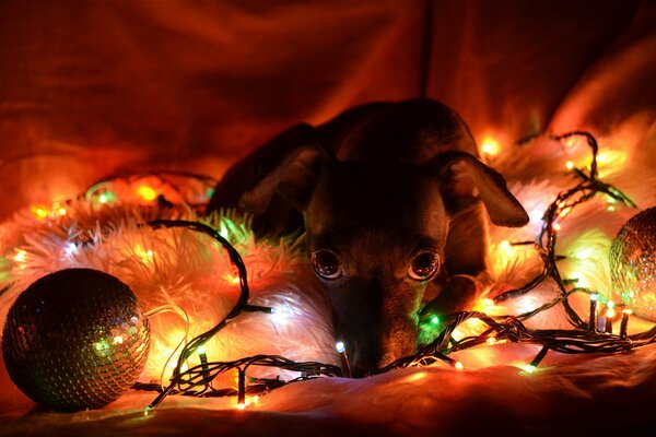 A sad puppy in the glow of a Christmas garland