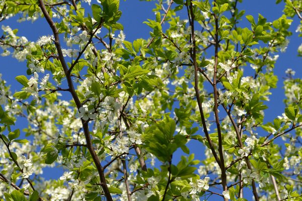 Floración de árboles a principios de primavera