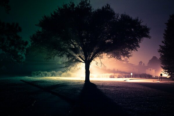 A tree at night against the background of a lighted road