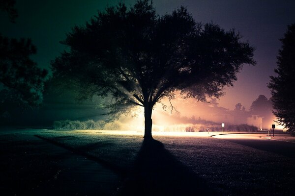 Drzewo nocą na tle oświetlonej drogi