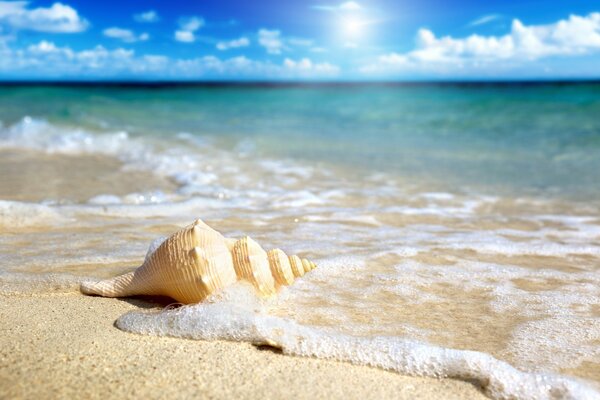 Coquillage au bord de la mer