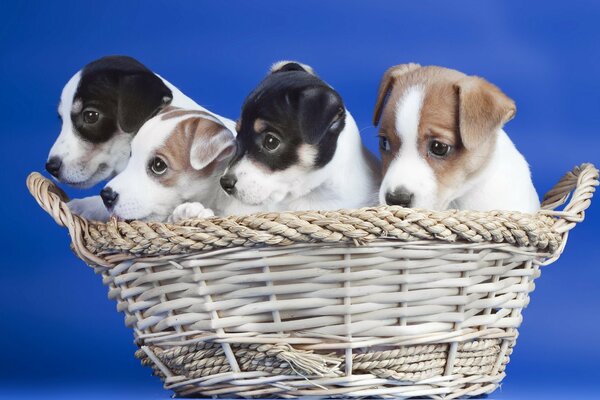 Basket with dog puppies on a blue background