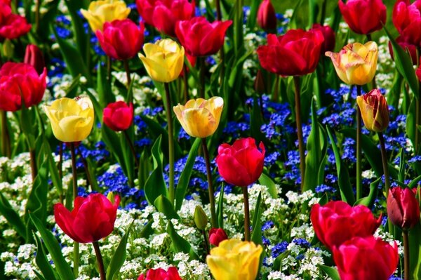 Tulipes jaunes et rouges Myosotis bleus et blancs