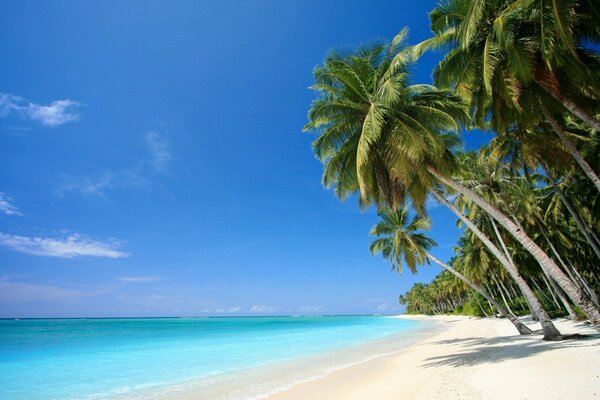 Die wunderbare Küste des Ozeans ist weißer Sand und Palmen