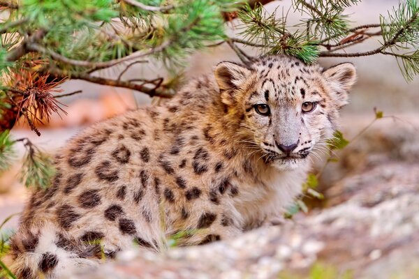 Leopardo de las Nieves bajo ramas de abeto