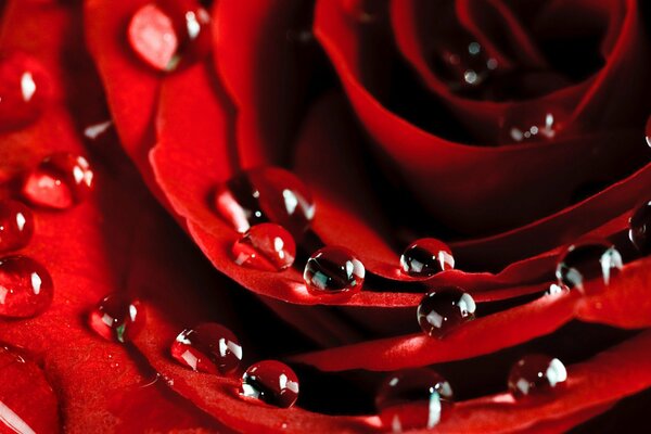 Gotas de rocío en una rosa roja