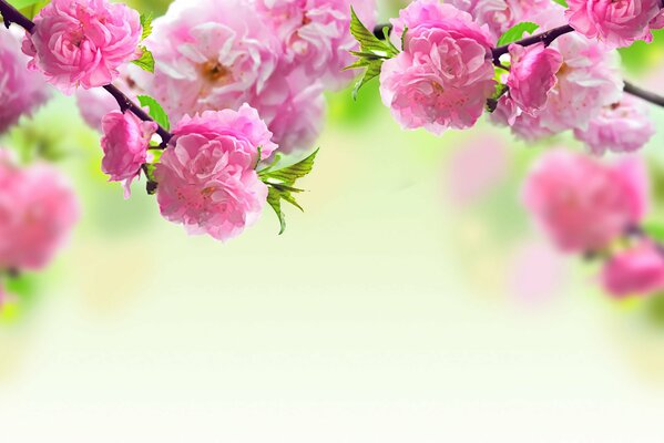 Fioritura di fiori rosa su un albero