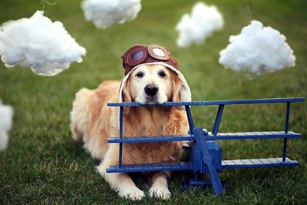 The dog is a pilot. White clouds and blue cornflower