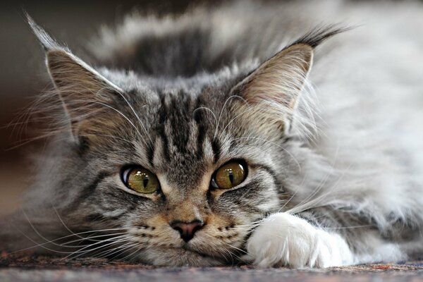 Beau chat gris avec des glands sur les oreilles