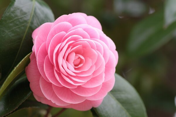 Pink camellia flower with leaves