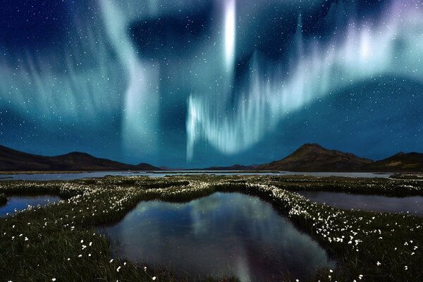 Northern Lights over a swamp covered with flowers