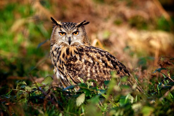 Gufo nella natura che guarda lo schermo