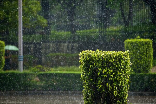 A street with green bushes in the rain