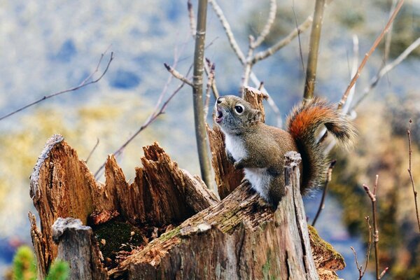 Im Winter saß ein kleines Eichhörnchen auf einem Baumstumpf