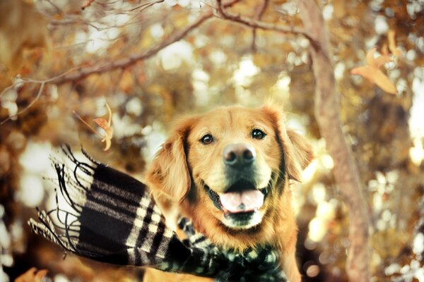 Il cane in una sciarpa si rallegra dell autunno