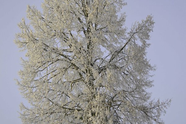 Albero Invernale In brina contro il cielo