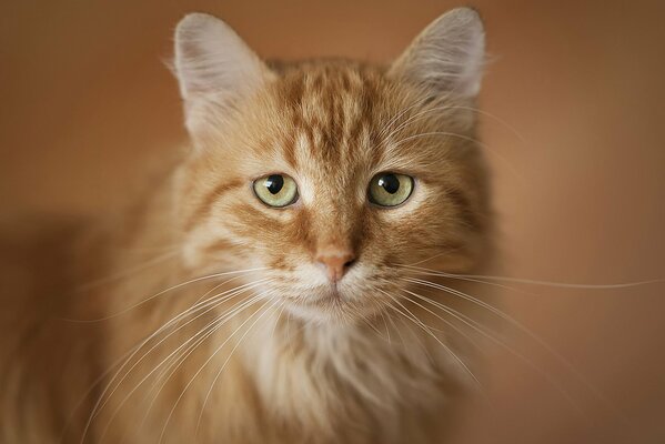 Portrait of a red cat with expressive eyes