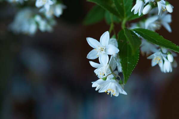 White flowers are a symbol of innocence and beauty