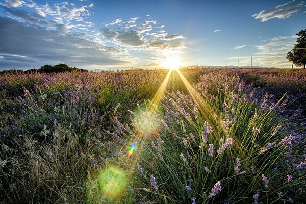 Rayons de lumière du ciel sur un champ de fleurs