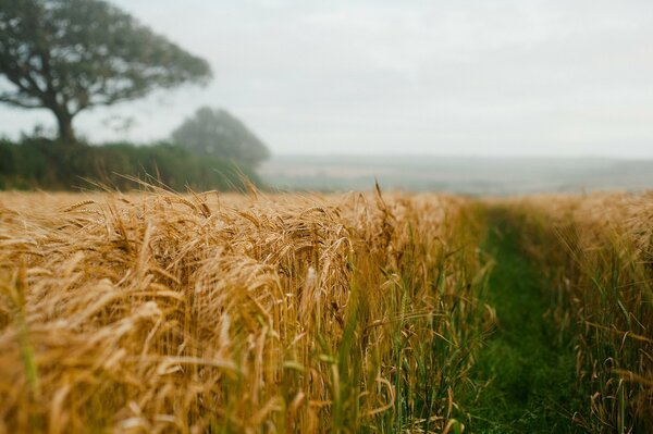 Campo di grano in una giornata nuvolosa e nebbiosa