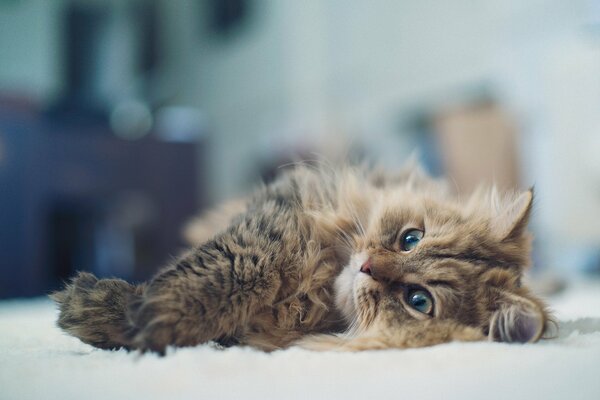 Gato peludo descansa de un día duro