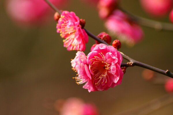 Fleurs rouges sur une branche en macro-résolution