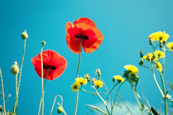 Mohnblumen auf einem blauen Himmelshintergrund