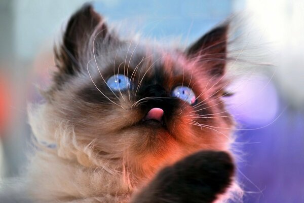 Chaton siamois aux yeux bleus