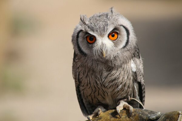 Uccello gufo è un predatore molto pericoloso