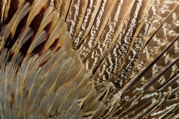 Textura con plumas de aves exóticas