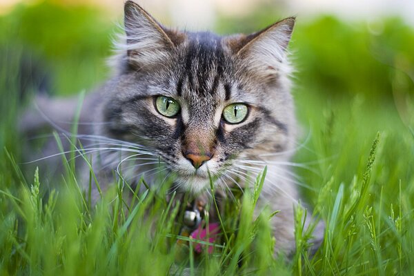Graue Katze im Sommer im Gras