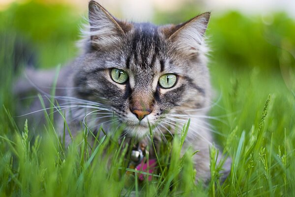 Gato gris en verano en la hierba