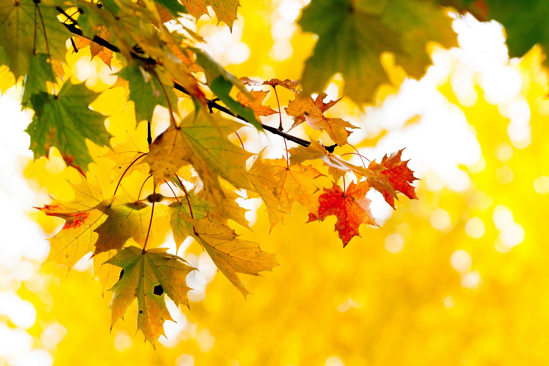 hoja arce árbol amarillo rama otoño