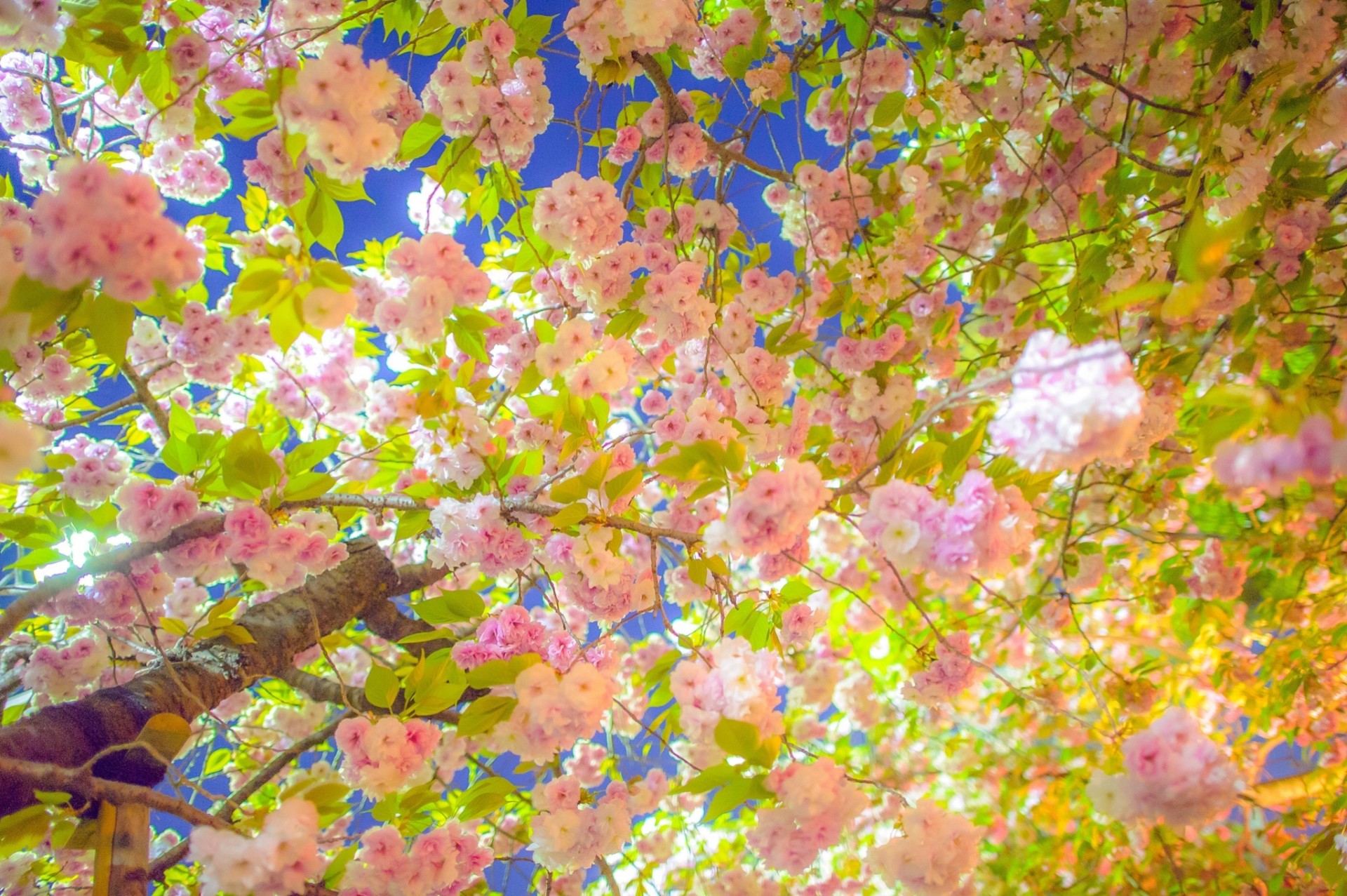 albero sakura fioritura rami primavera