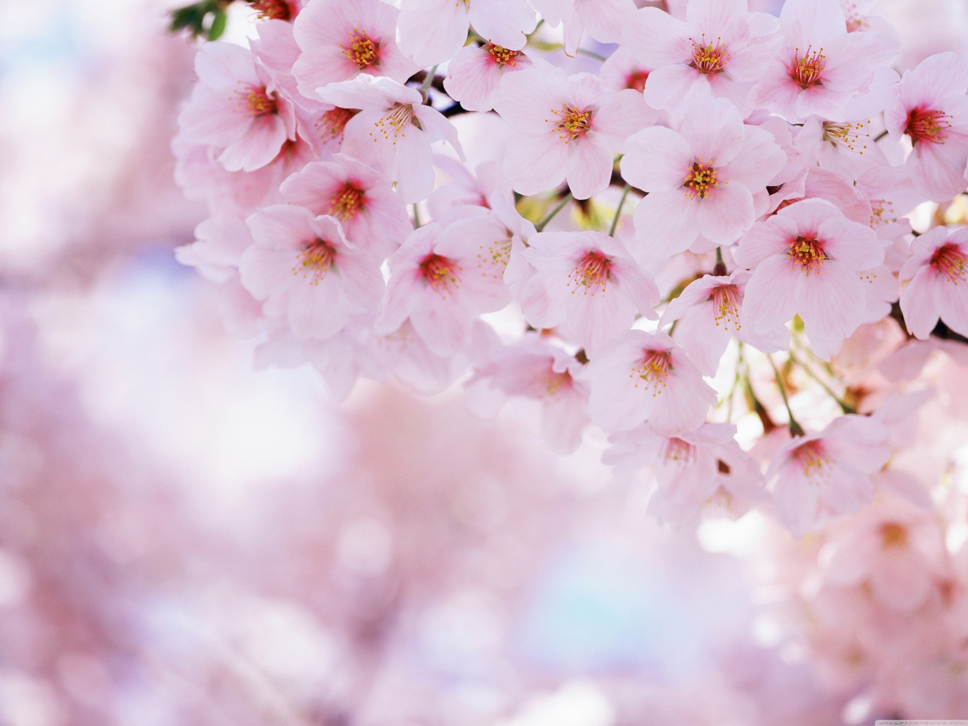 pring flower sakura