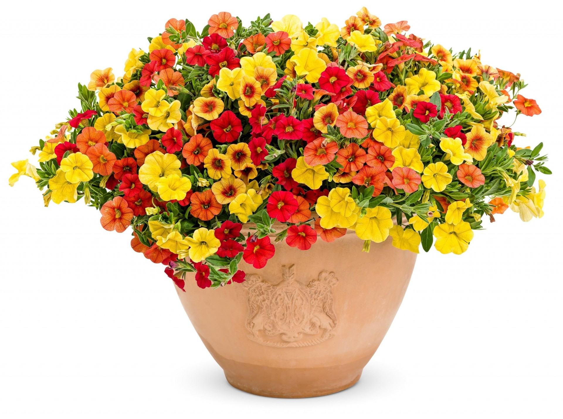 pots flower bright white background petunia colored