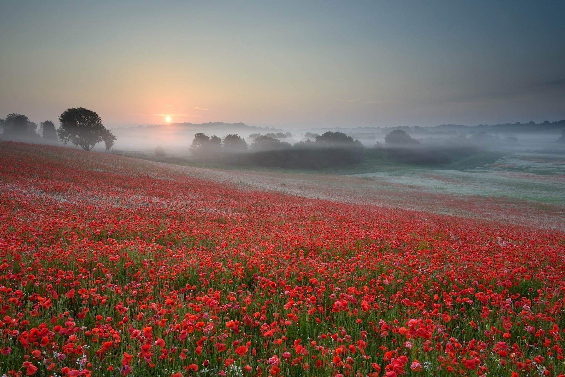 natur bäume nebel sommer blumen central park sonne himmel feld