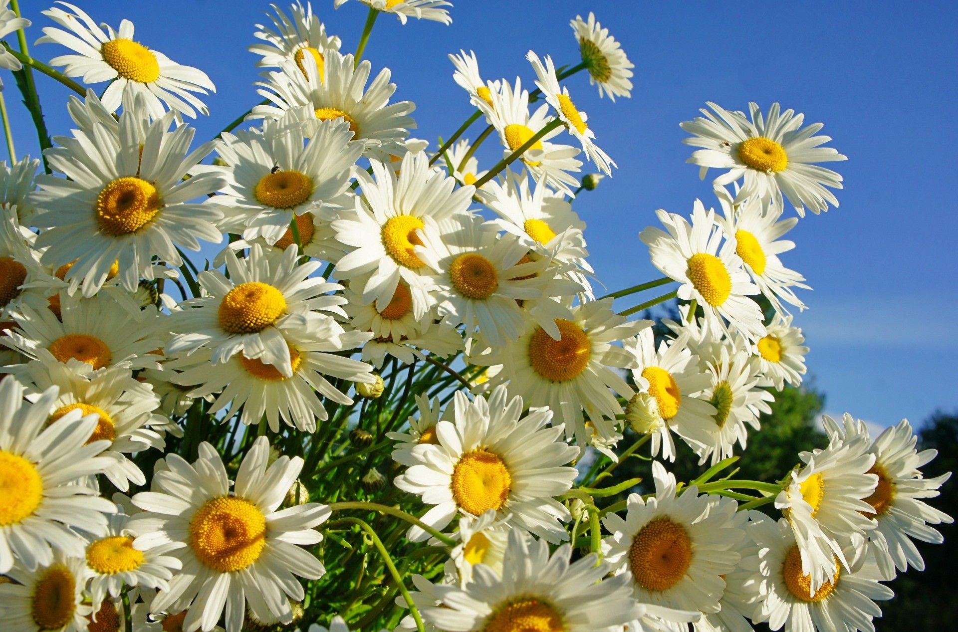 chamomile sky summer solar bouquet