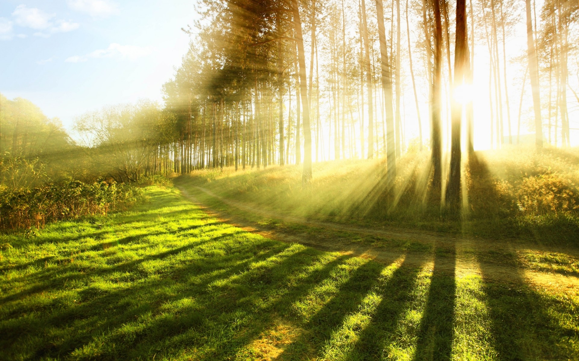 naturaleza rayos luz hierba bosque sol árbol árboles