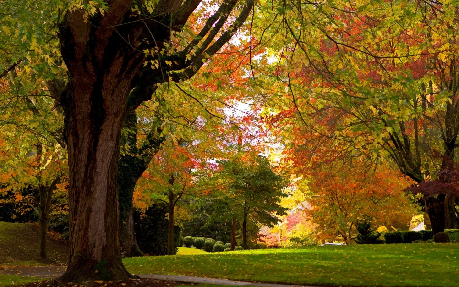 jesień drzewa krajobrazy park