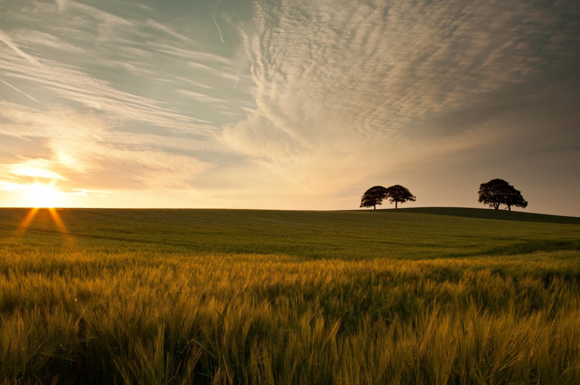 widescreen fullscreen grass sky background coffee beauty nature trees wallpaper macro leaf greenery sun ears spikelets tree clouds meadow