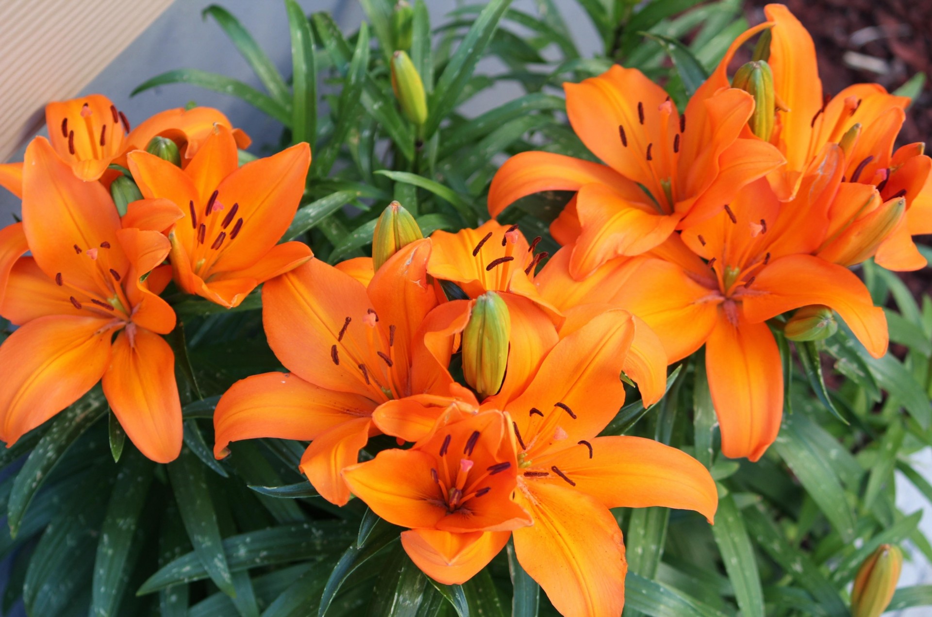 orange lilies bright flower