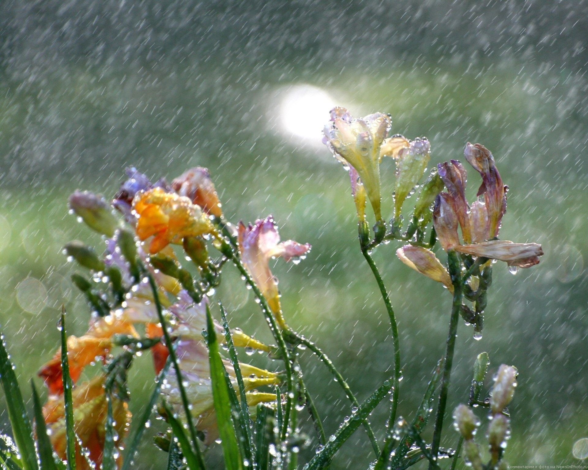 pluie tombe fleurs freesia