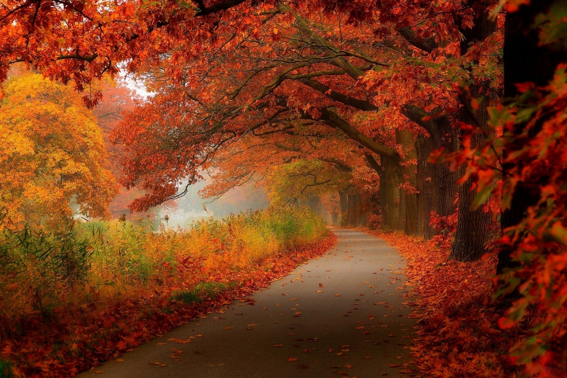 blatt natur wald spaziergang herbst palmen park