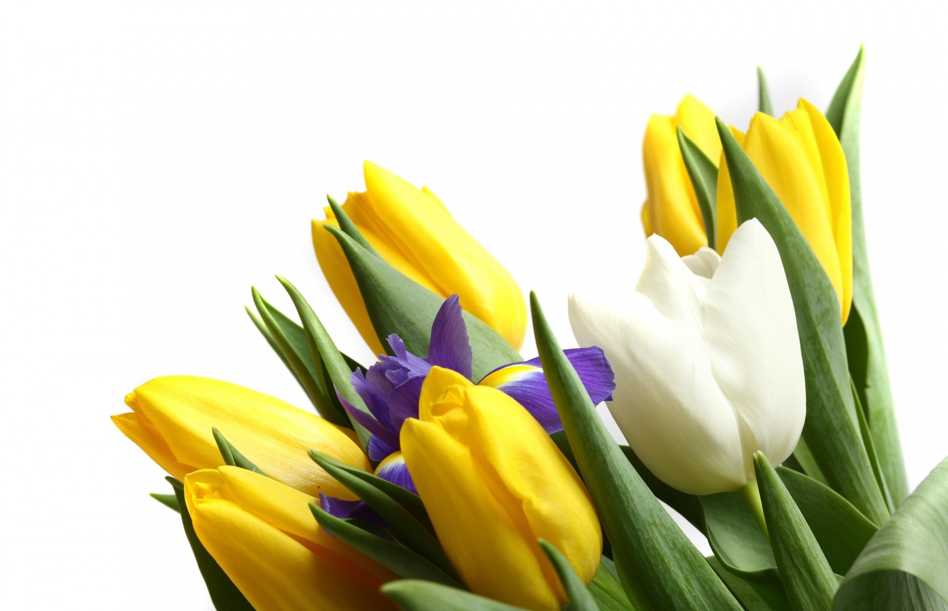 bouquet white background iris close up tulip