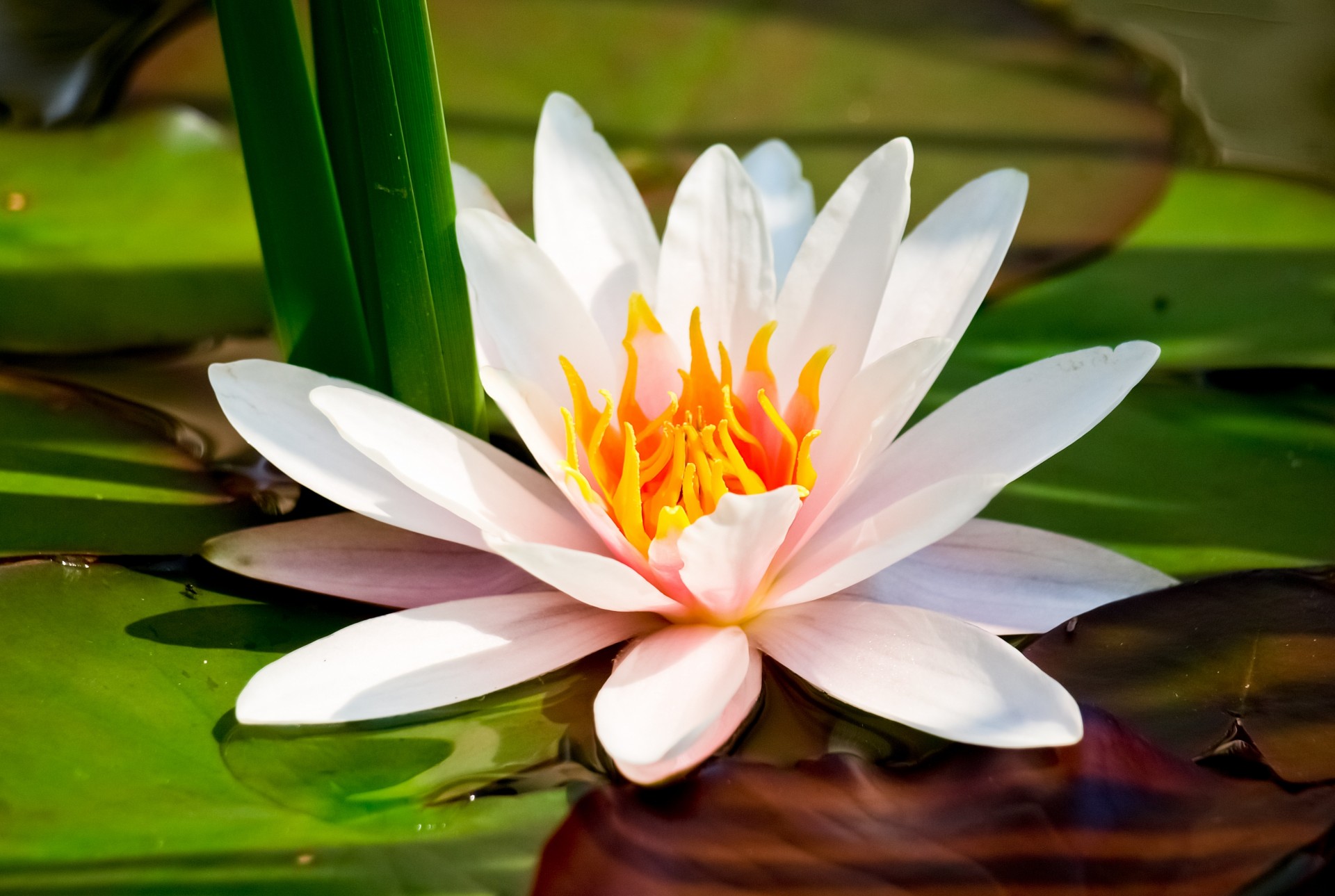 flower waterlily white close up lilie