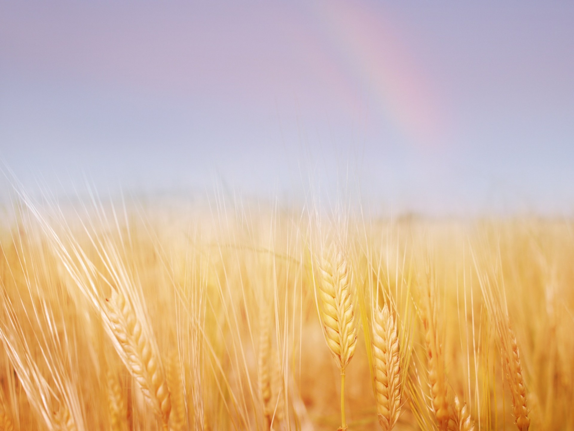 the field wheat gold summer nature