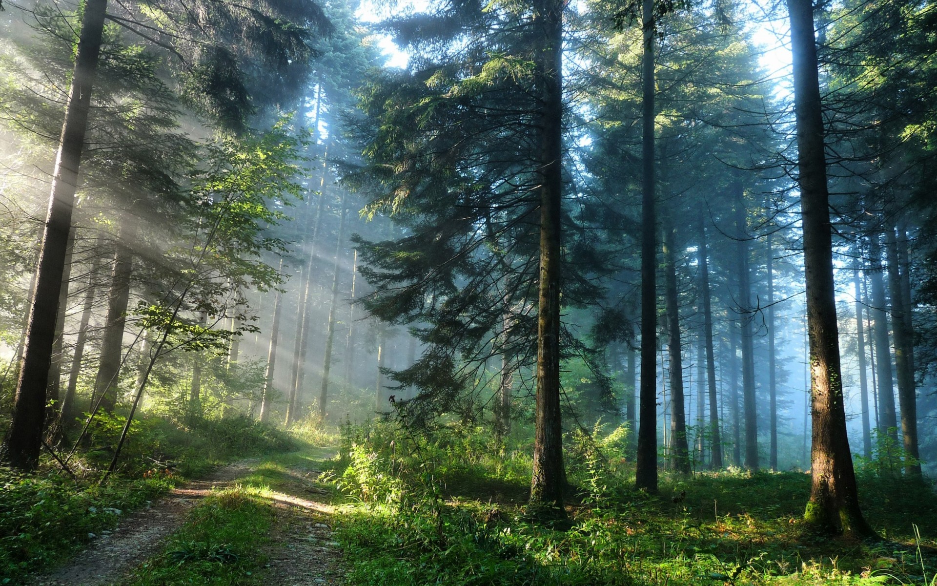 road forest tree pine