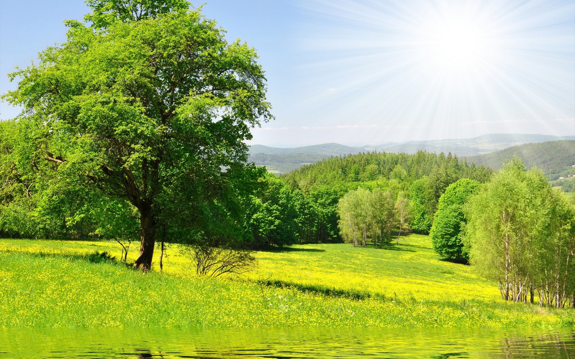 soleil arbres pré herbe eau