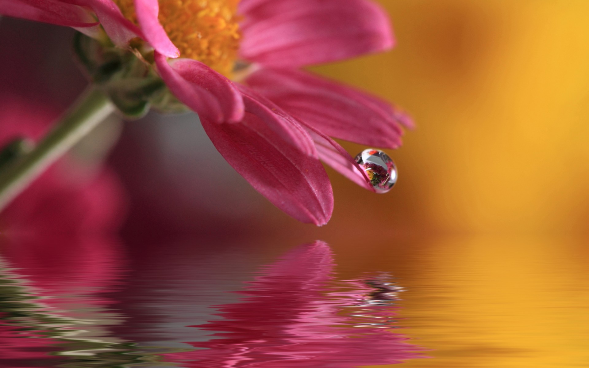 flower drop nature macro water